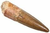 Fossil Spinosaurus Tooth - Real Dinosaur Tooth #361289-1